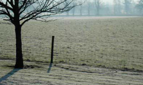 frozen field